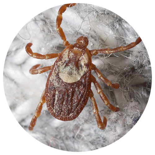 Rocky Mountain Wood Tick